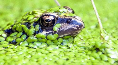 frog covered in duckweed
