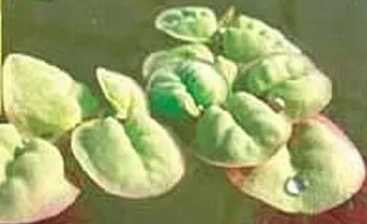 floating leaf flower plant