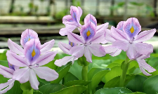 water hyacinth blooming