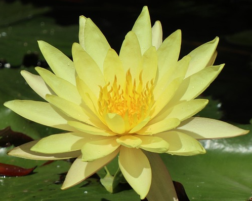 yellow water lily