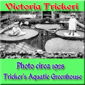 Victoria trickeri - William Tricker's Water Gardens.