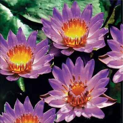 'Panama Pacific' water lily in full bloom.