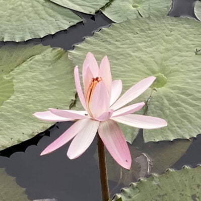 Lily pads and lotus flowers