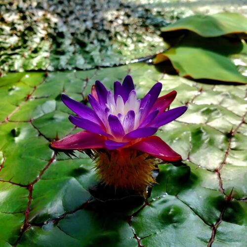 'Euryale (or 'Gorgon') Tropical Aquatic Plant