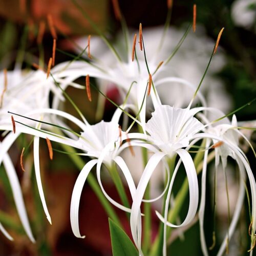 Spider Lily Aquatic Plant