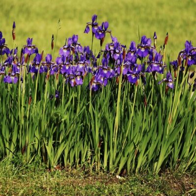 Blue Iris Field