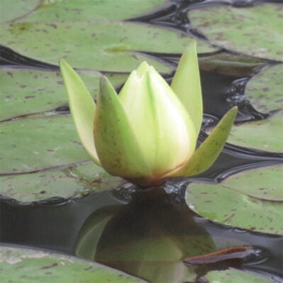 'Amazonum' Night-Blooming Tropical Water Lily