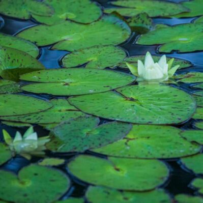 ‘Amazonum’ Night-Blooming Tropical Water Lily ‘Amazonum’ Night-Blooming Tropical Water Lily showing its mottled pads.