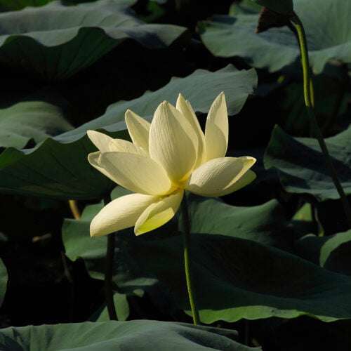 Yellow lotus flower with green leaves