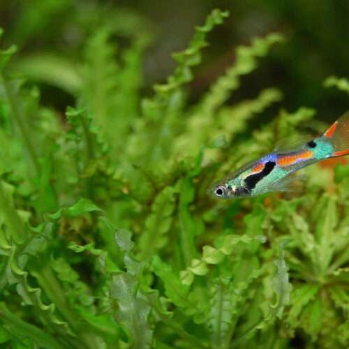 Aponogeton crispus with guppy fish.