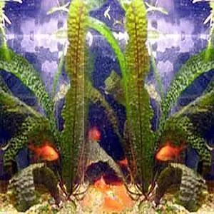 Aponogeton Boivinianus Aquatic Plant - William Tricker's Water Gardens -  130 years old.