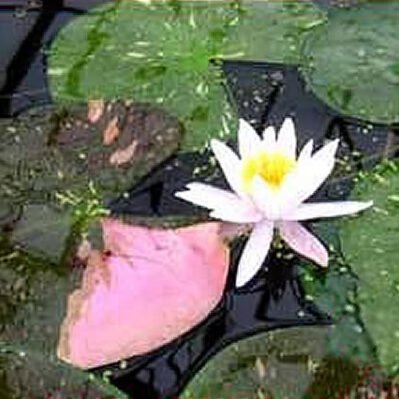 ‘Arc-en-Ciel’ Hardy Water Lily