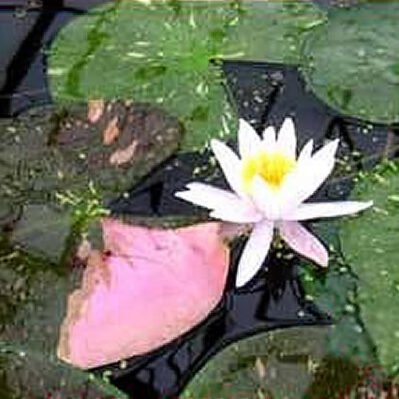 'Arc-en-Ciel' Hardy Water Lily