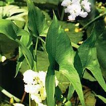 'Double Arrowhead' Aquatic Plant