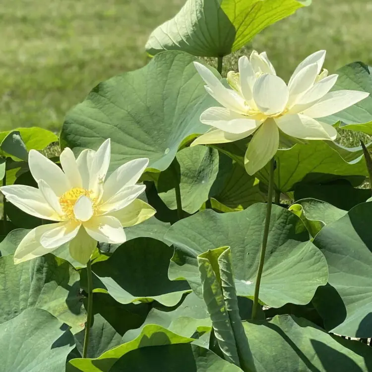 asiatic-lotus.jpg.webp