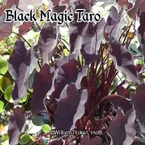 Black Magic Taro' Aquatic Plant - William Tricker's Water Gardens