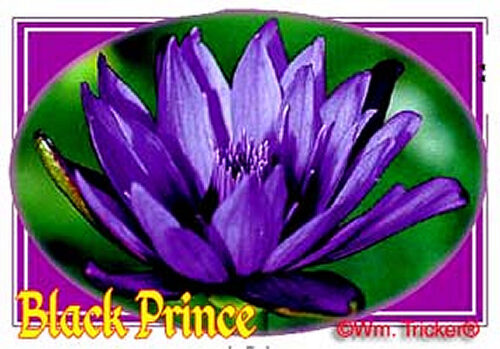 'Black Prince' Tropical Water Lily Historic Tricker's Painting.