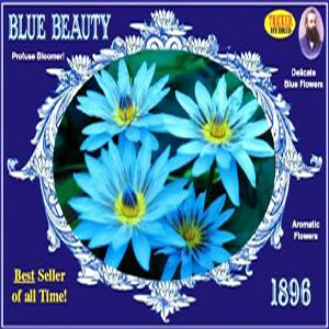 Blue Beauty Tropical Water Lily