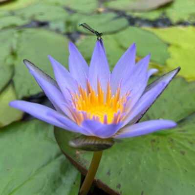 Blue Beauty Water Lily with a Dragonfly