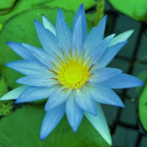 Blue Beauty Water Lily