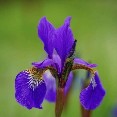 Blue Iris Marginal Aquatic Flower