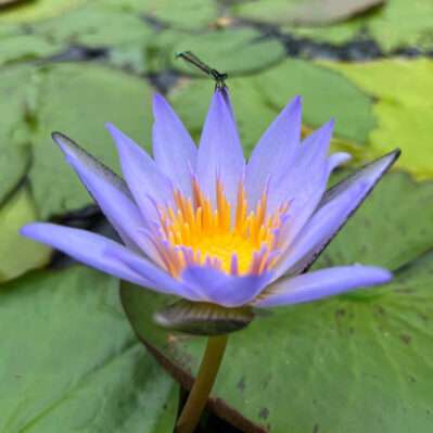 Collection Blue Water Lily with a Dragonfly Blue Water Lily flower with a Dragonfly