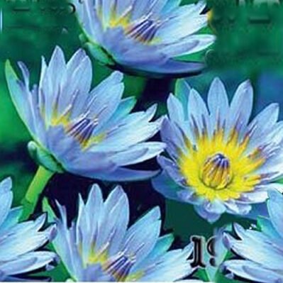 'Blue Bird' water lily