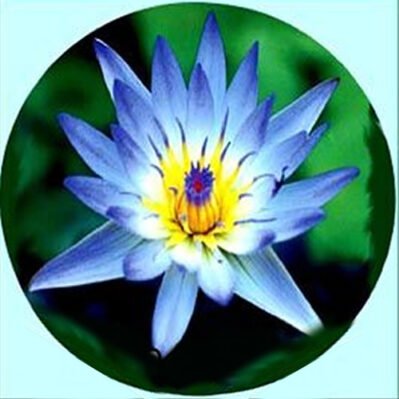 Blue Star Tropical Water Lily