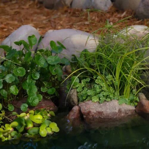 Aquatic bog and marginal plants are growing among rocks in the little pond in the backyard.