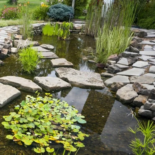 Bog and Marginal Plants & Water Lilies in Pond