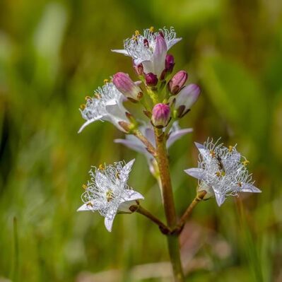 Early Flowering 'Bogbean'