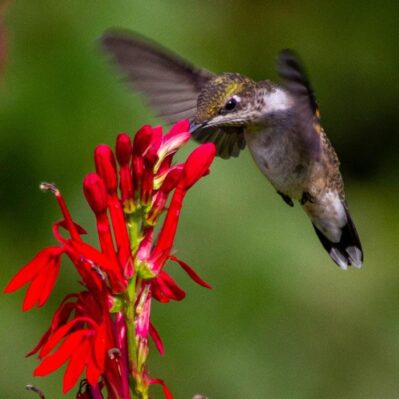 'Cardinal' Flower