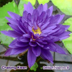 'Chalong Kwan' Tropical Water Lily