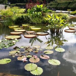 Unbeatable Prices on Aquatic Plant Collections