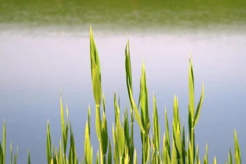 Tricker's Sweet Flag Plant - Thumbnail 2