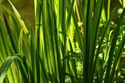 Tricker's Sweet Flag Plant