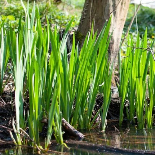 Tricker's Sweet Flag Plant - Thumbnail 3