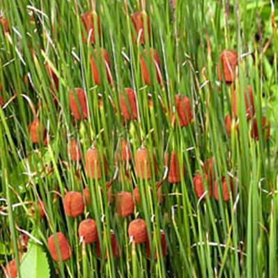 'Common Cattail' Plants