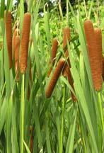 'Common Cattail' Plants