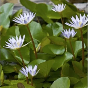 Dauben pygmy water lilies