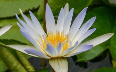 Dauben pygmy water lilies