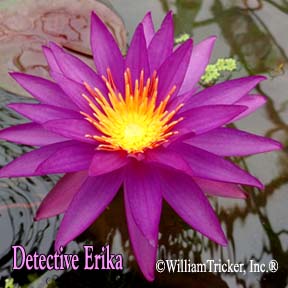 Detective Ericka Hardy Water Lily