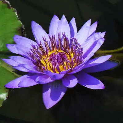 Blue and Purple Tropical Water Lilies - Water Gardening