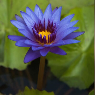 The beautiful lotus flower