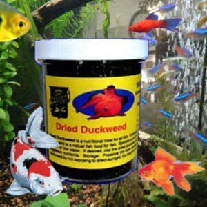 Dried Duckweed