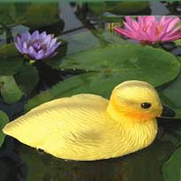 Floating Duck