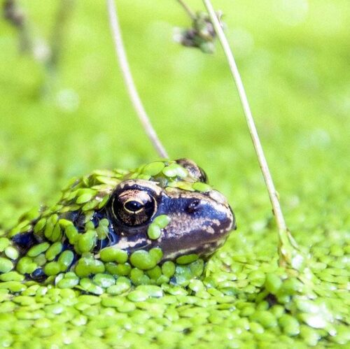 Frog in duckweed