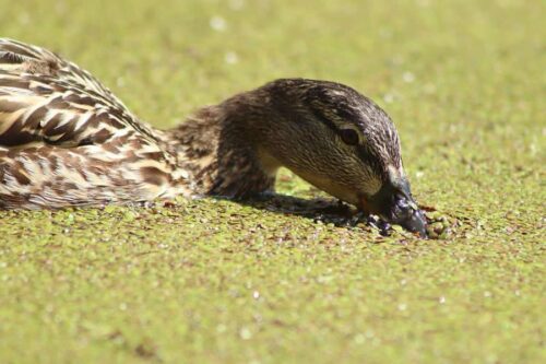 Duck eating duckweed