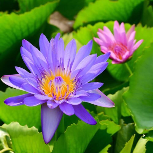 Fragrance Duet - Pink and Blue Water Lilies