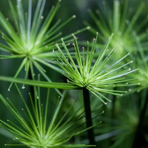 Tricker's Papyrus Bog Plant